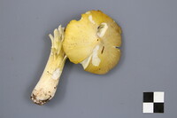 Tricholoma subluteum image